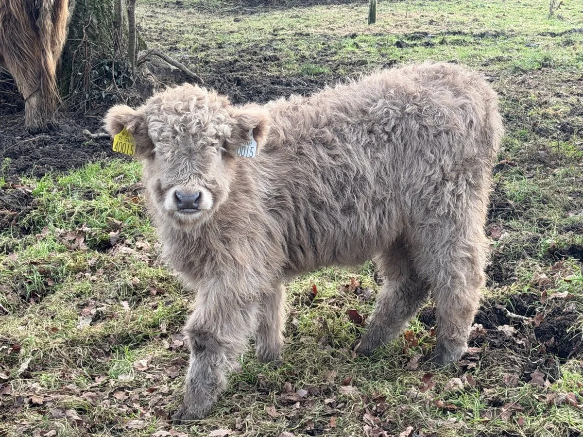 PB REGISTERED HIGHLAND BULL CALVES - Image 4
