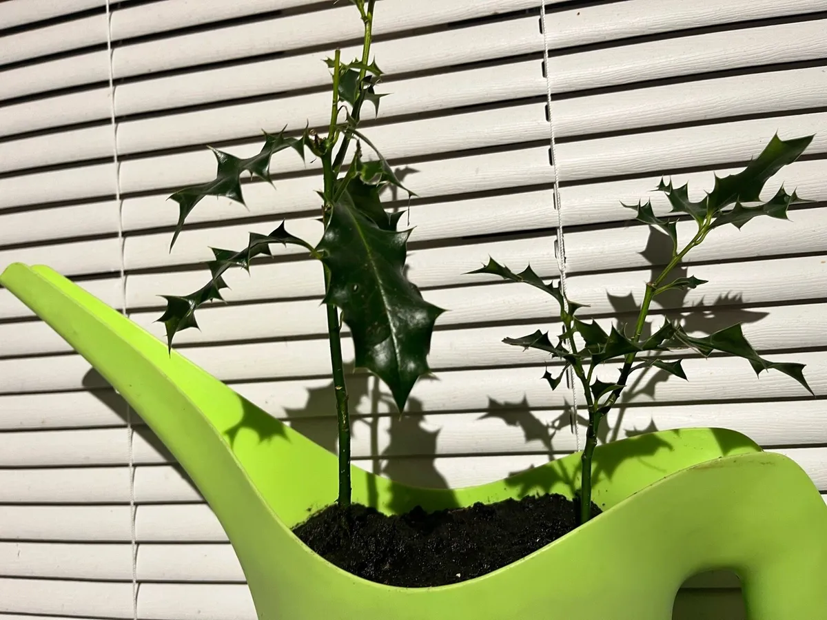 Two holy trees - Image 4