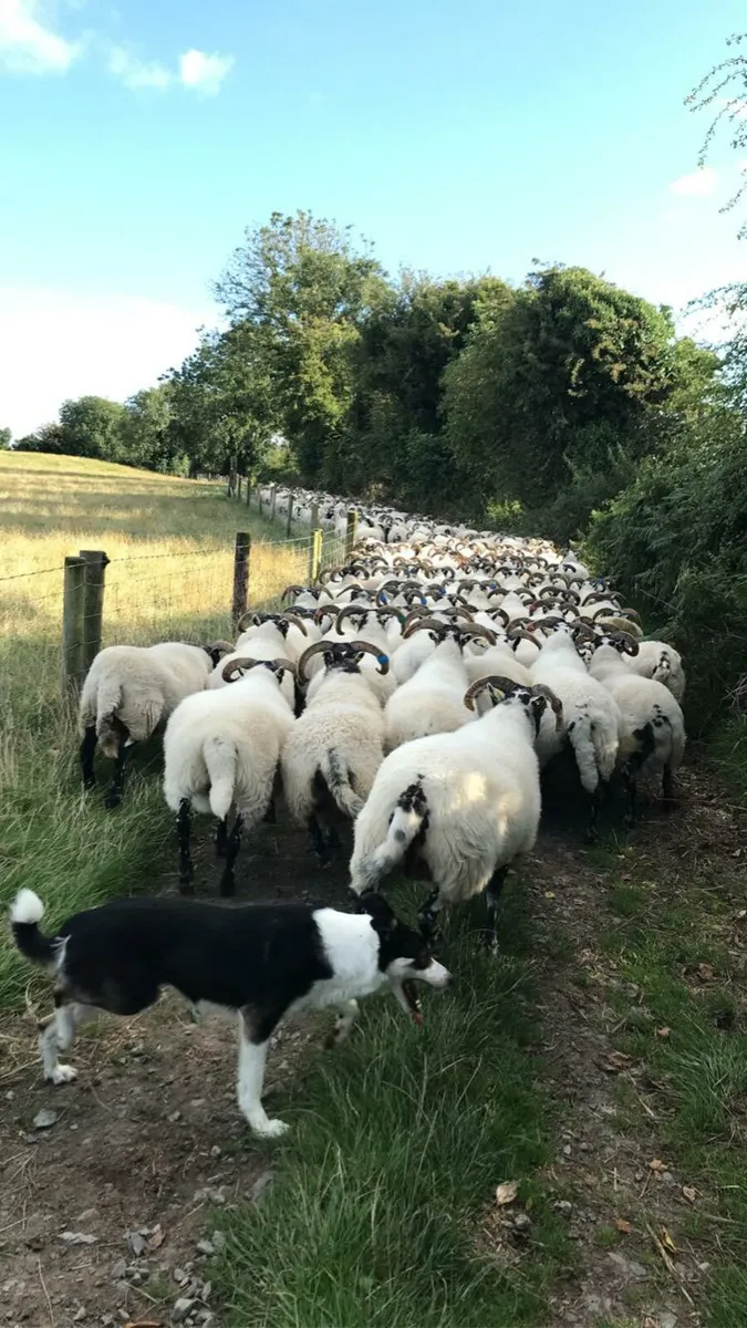 Experienced reliable person for lambing - Image 1