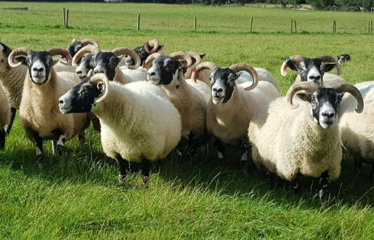 Experienced reliable person for lambing - Image 2