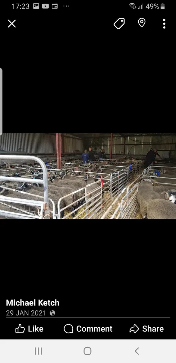 Experienced reliable person for lambing - Image 4