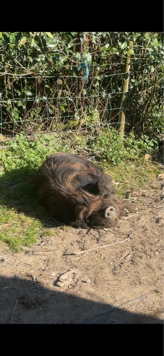 Male Kune Kune pig - Image 3