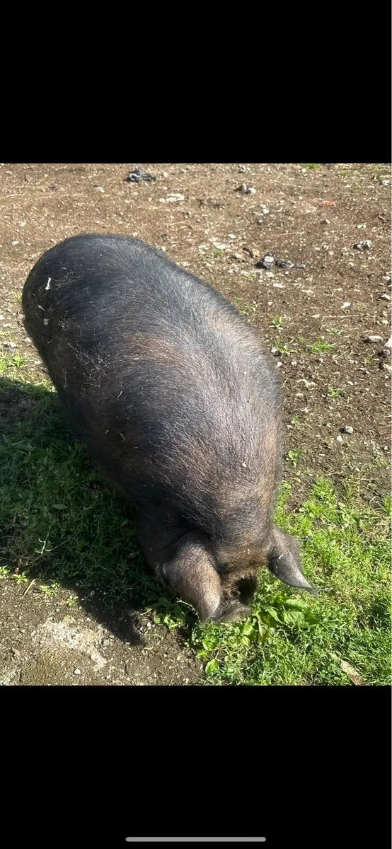 Male Kune Kune pig - Image 2
