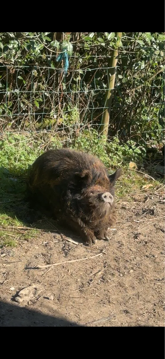 Male Kune Kune pig - Image 1