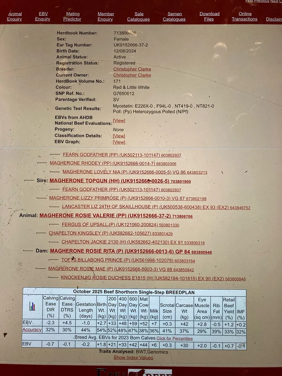 Pedigree Beef Shorthorn Heifer - Image 3