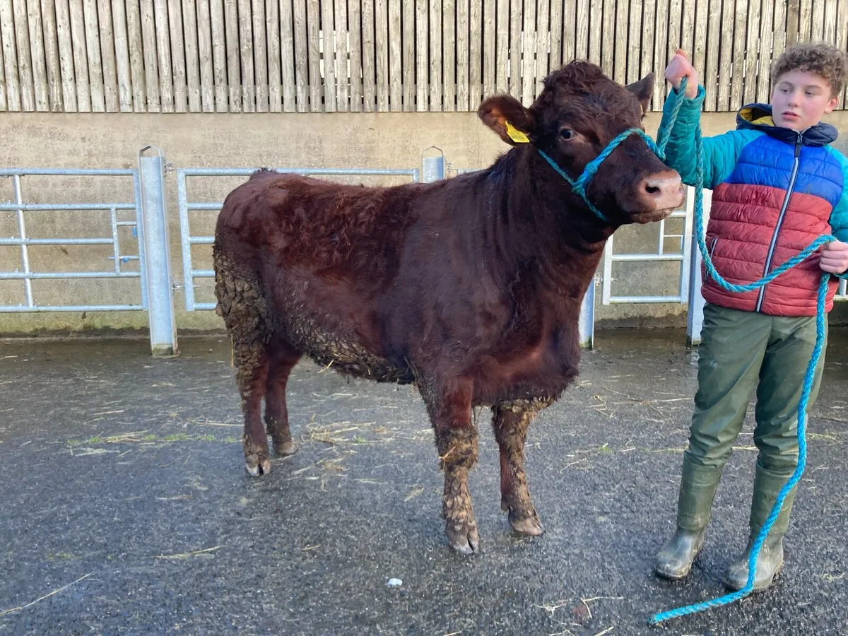 Pedigree Beef Shorthorn Heifer - Image 1