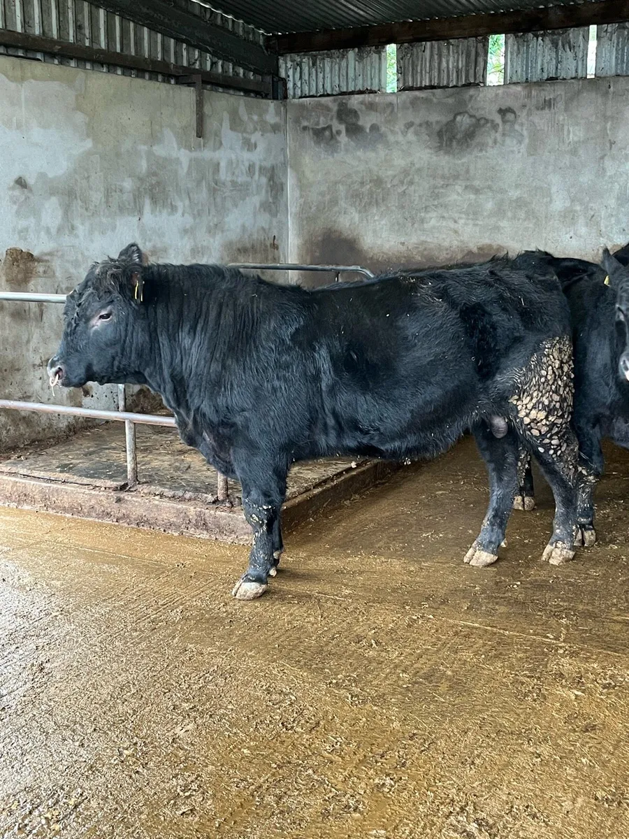 Pedigree Angus Bulls - Image 2