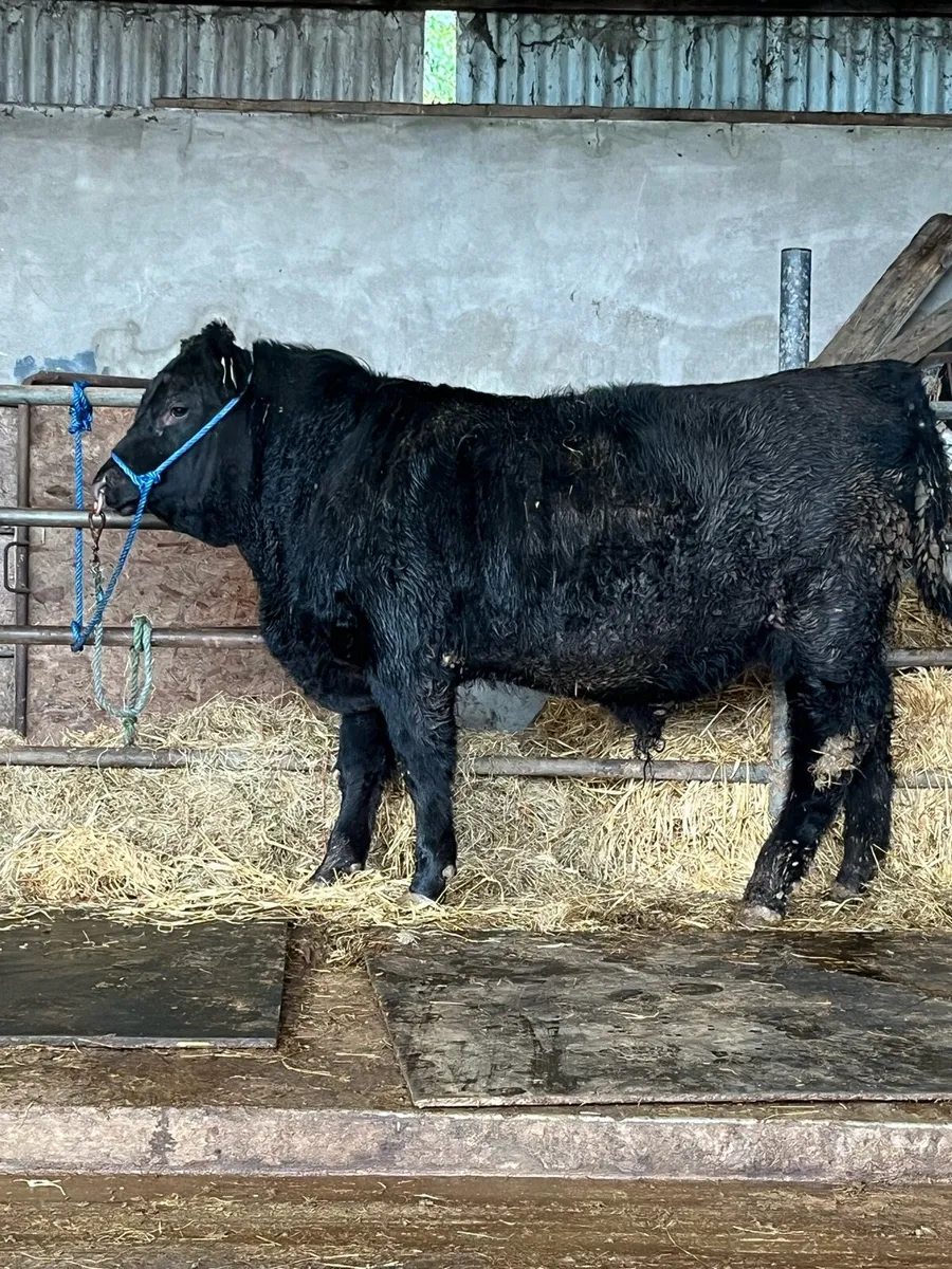 Pedigree Angus Bulls - Image 3