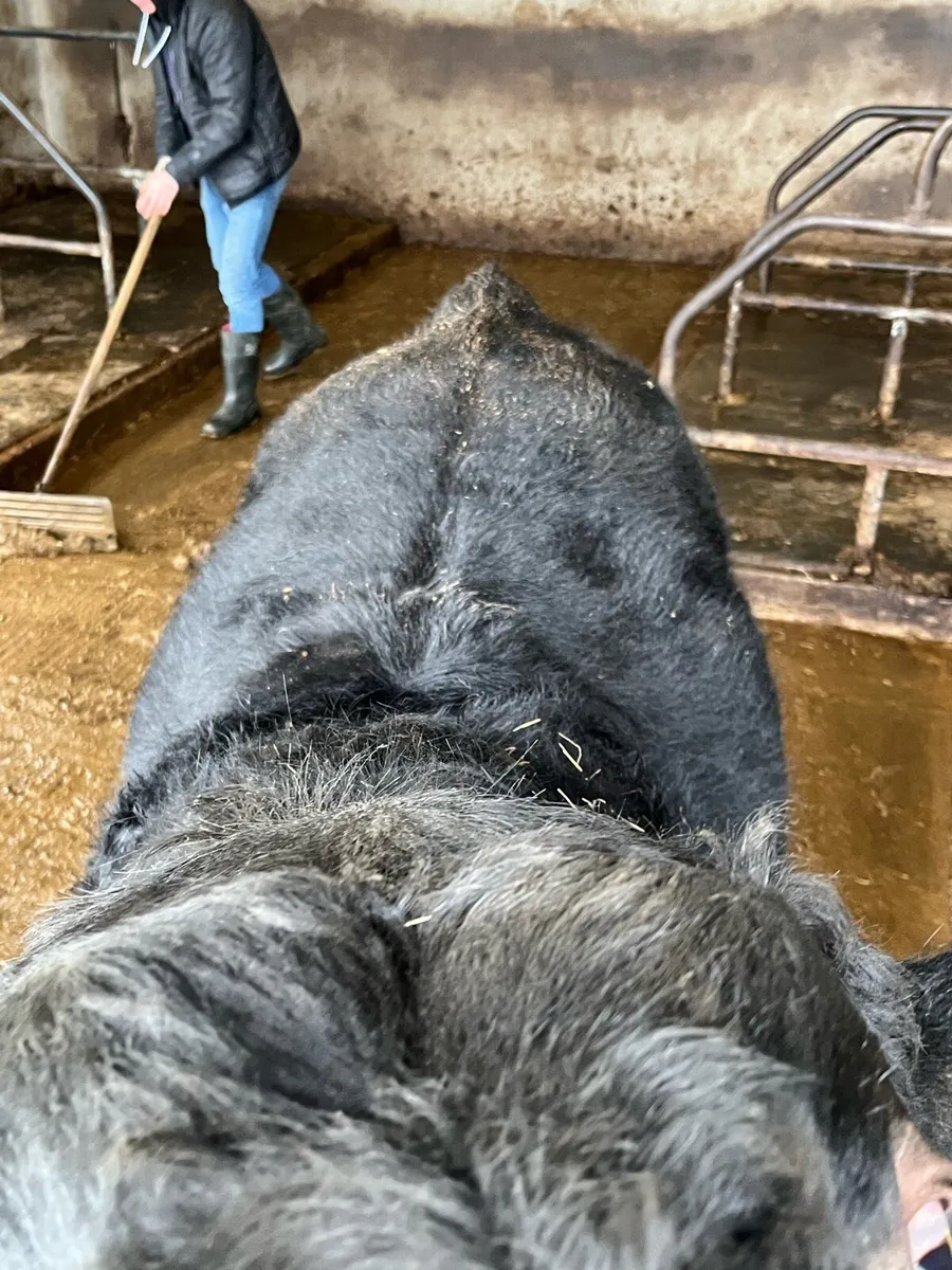 Pedigree Angus Bulls - Image 4