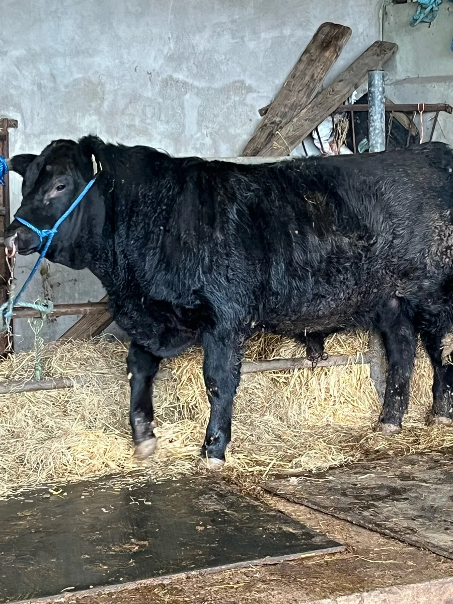 Pedigree Angus Bulls - Image 1