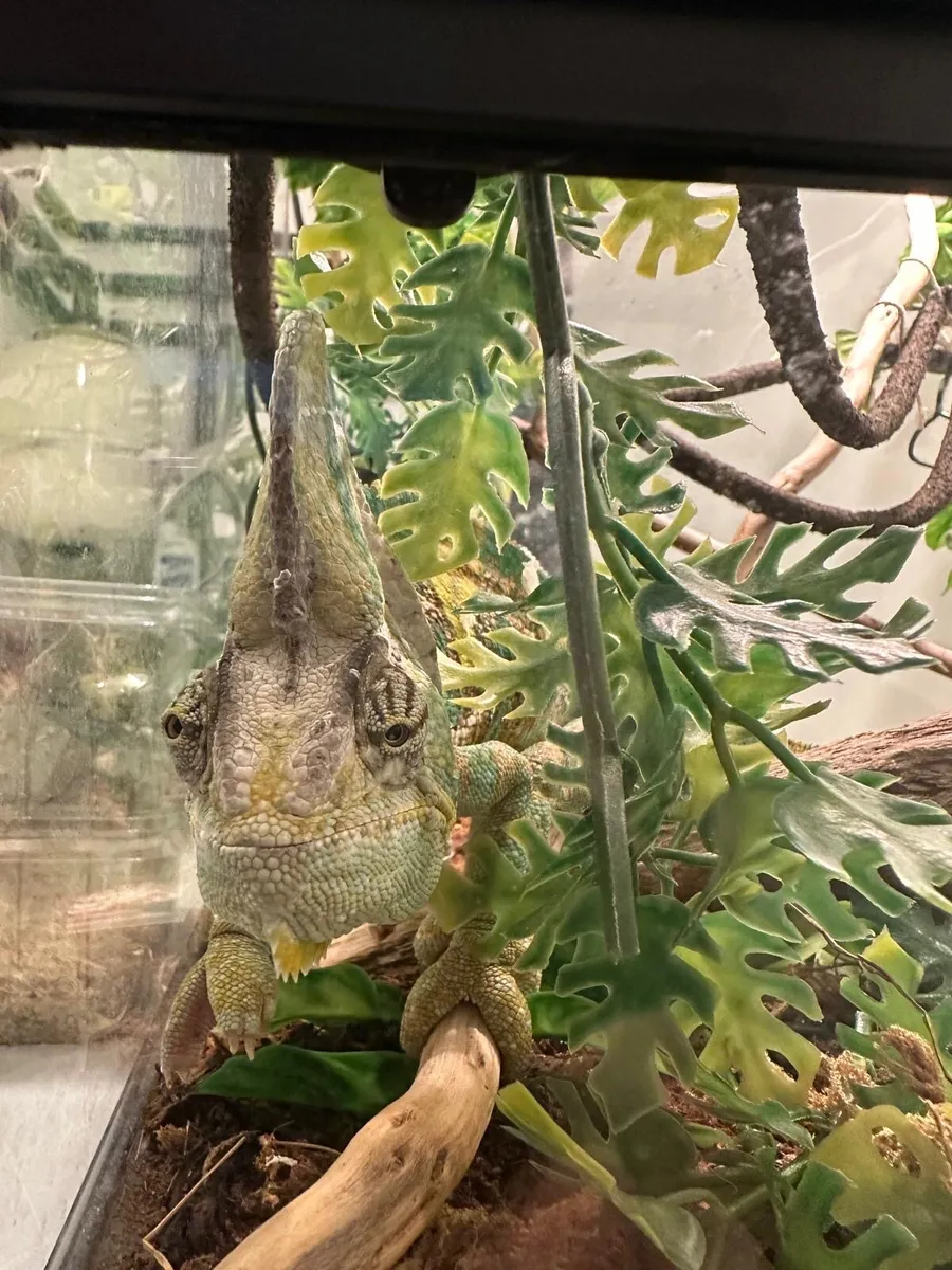 Selling Chameleon with terrarium and heat lamp - Image 1