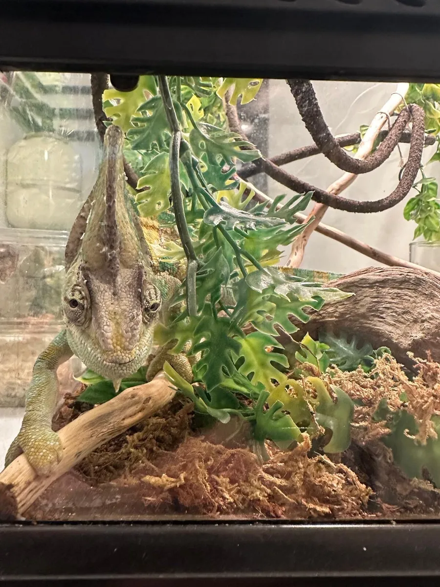 Selling Chameleon with terrarium and heat lamp - Image 2
