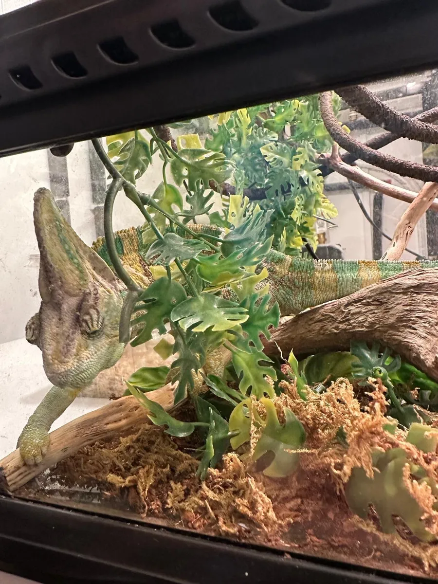 Selling Chameleon with terrarium and heat lamp - Image 3