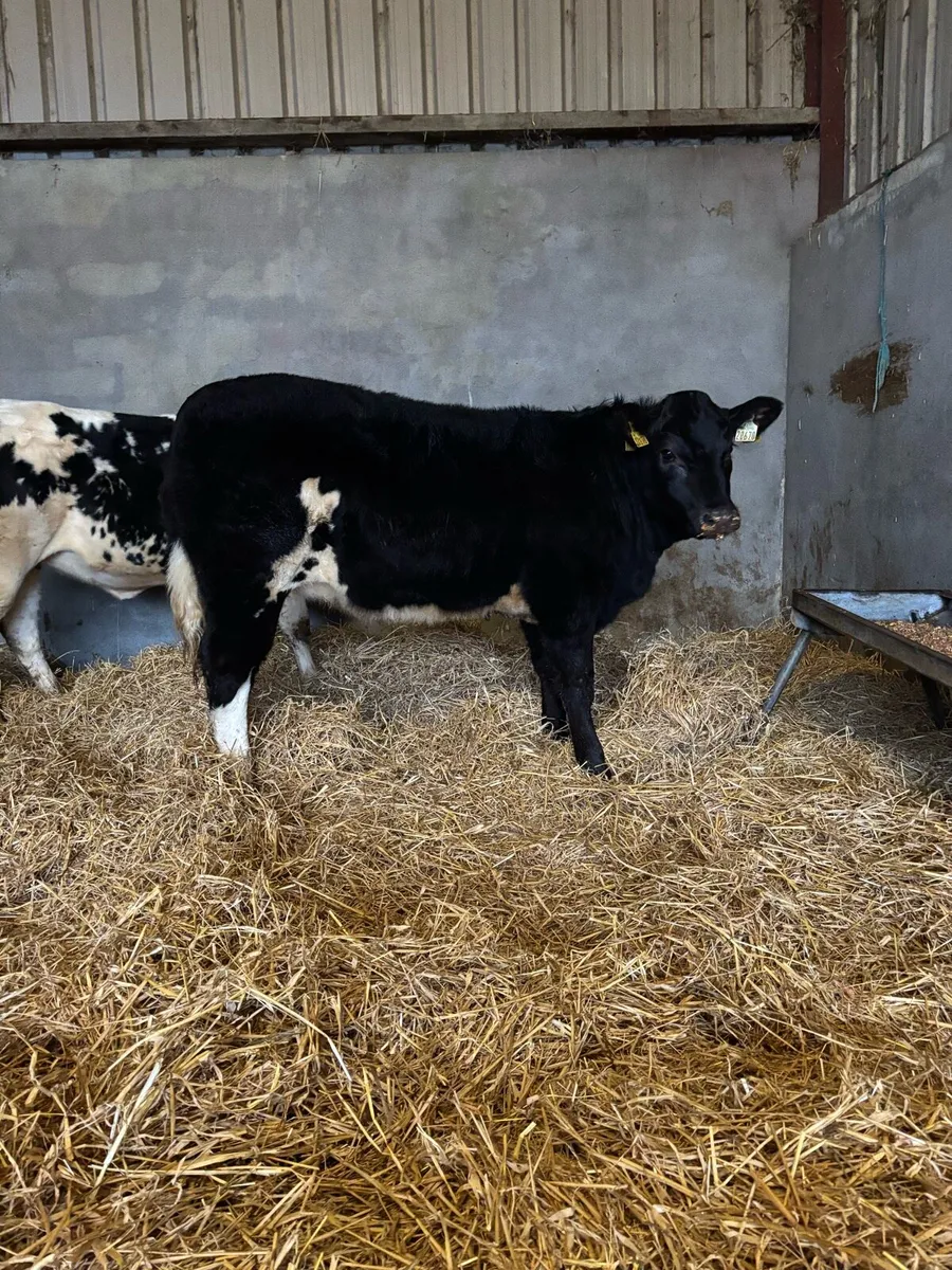 ⭐️⭐️Breeding heifer for sale ⭐️⭐️ - Image 1