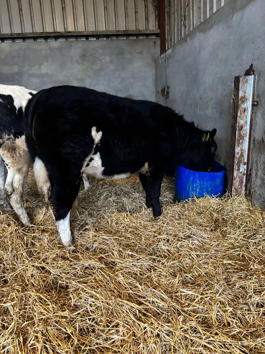 ⭐️⭐️Breeding heifer for sale ⭐️⭐️ - Image 3