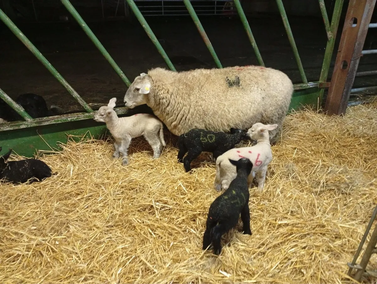 Ewes and lambs - Image 1