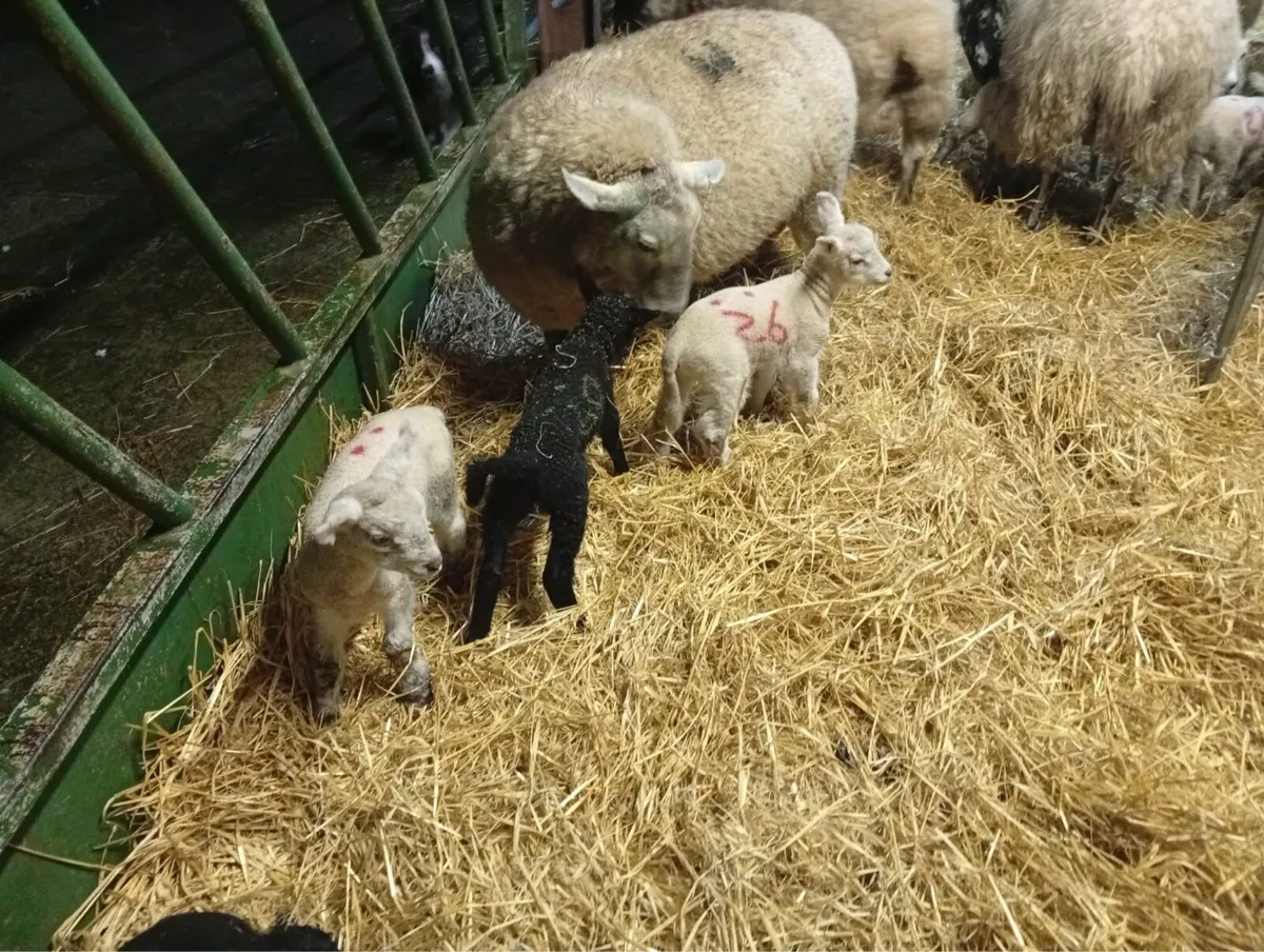 Ewes and lambs - Image 4