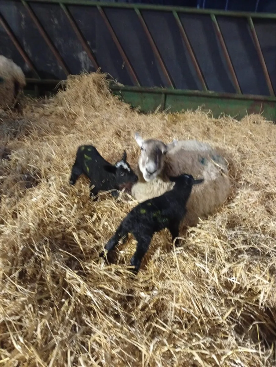 Ewes and lambs - Image 3