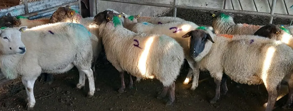 IN LAMB EWES - Image 2