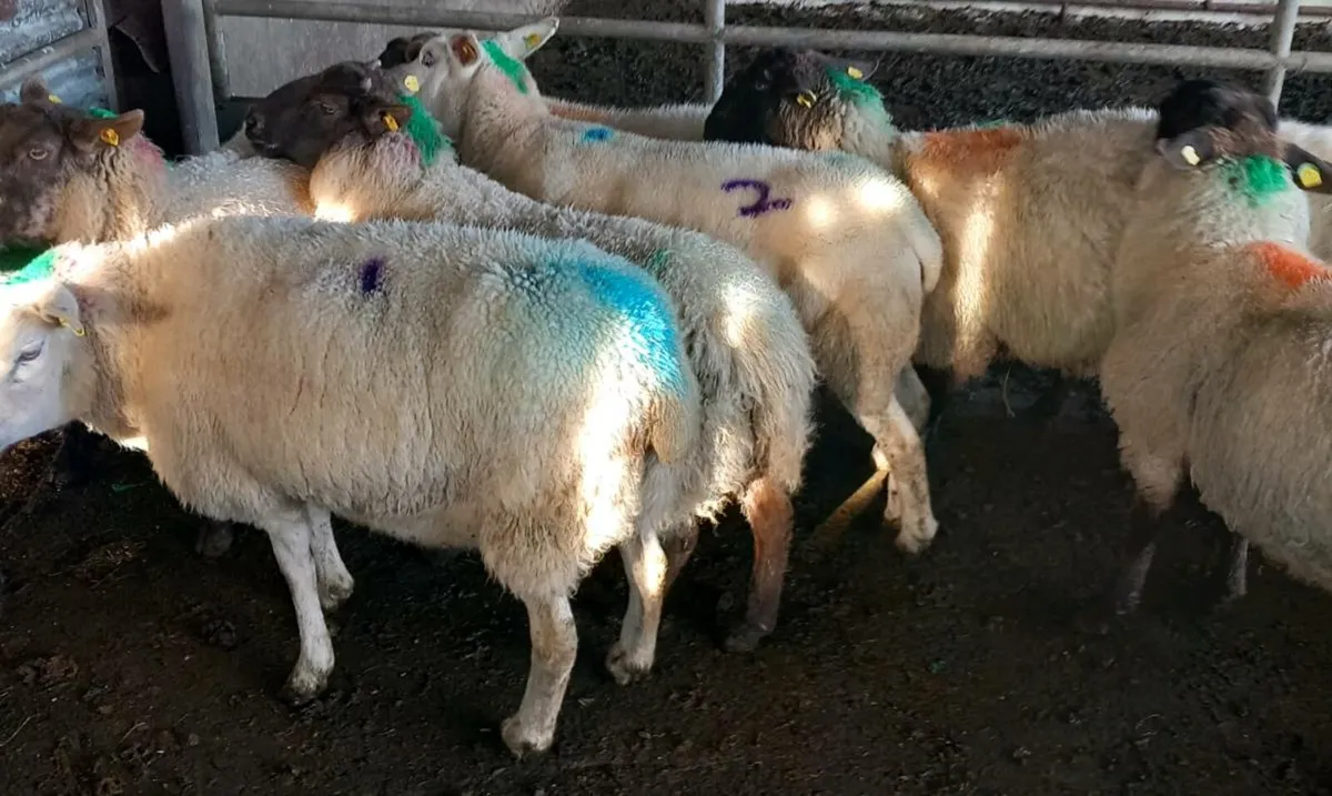 IN LAMB EWES - Image 1