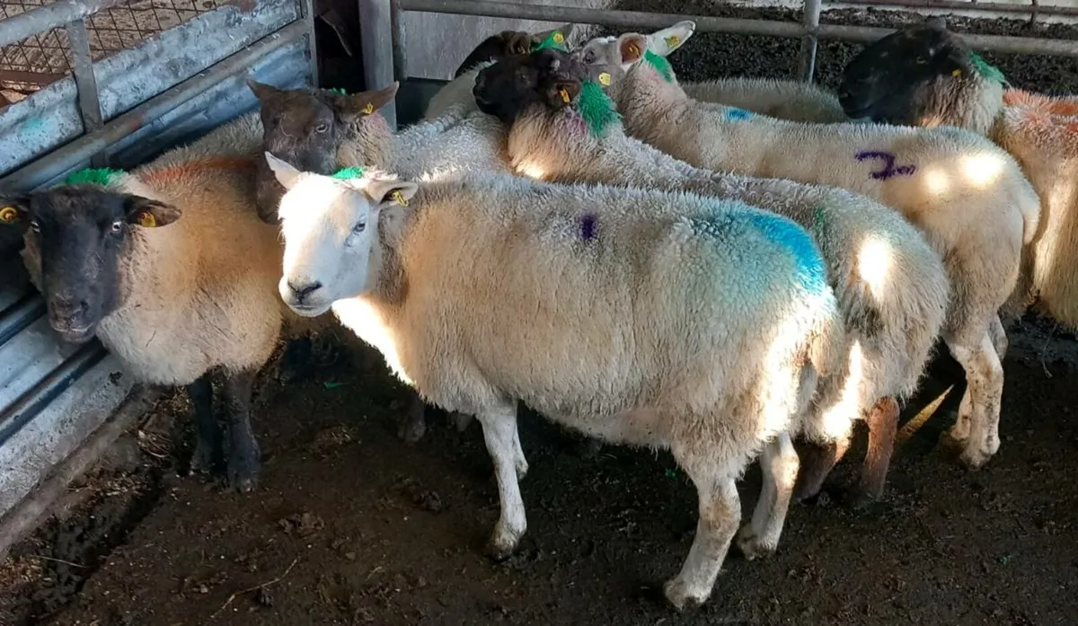 IN LAMB EWES - Image 4