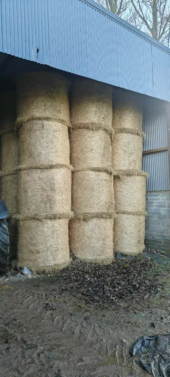 Round Bales of Hay - Image 2
