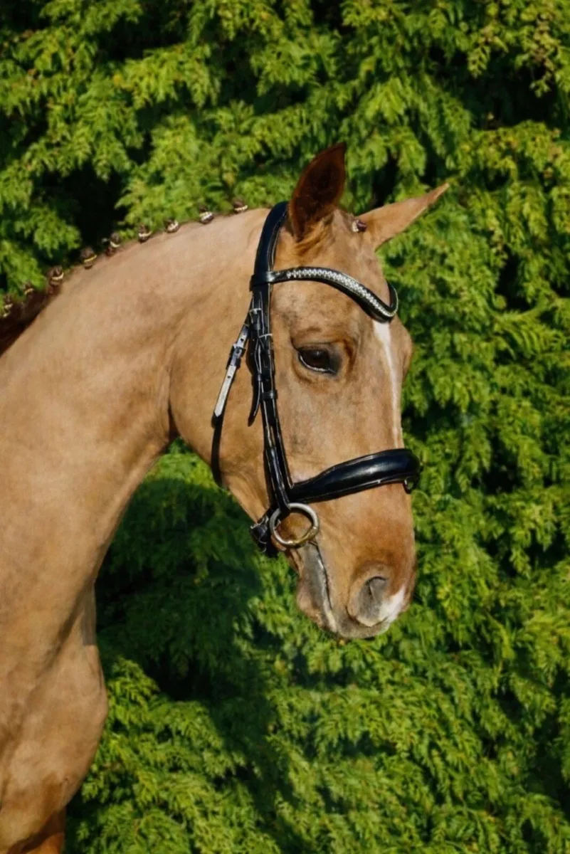 Elegant 4-Year-Old Dressage/Eventing Mare - By Sol - Image 1