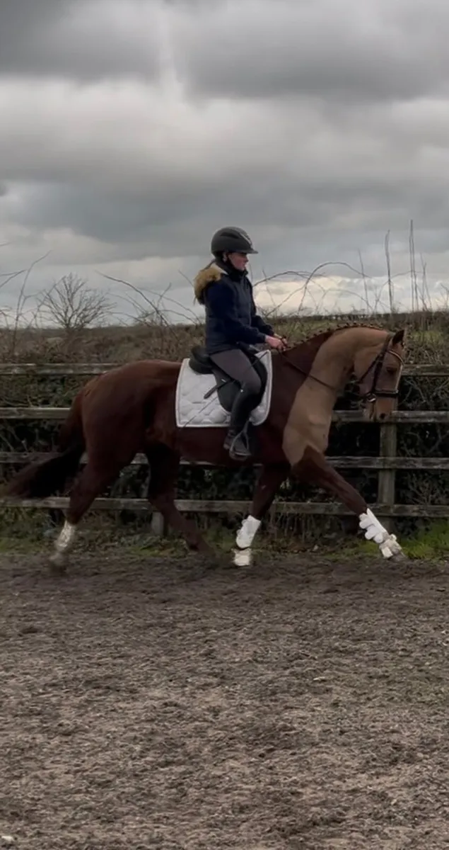 Elegant 4-Year-Old Dressage/Eventing Mare - By Sol - Image 2