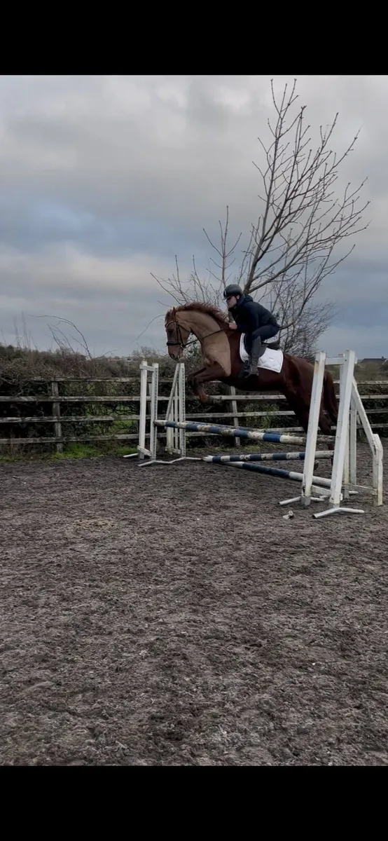 Elegant 4-Year-Old Dressage/Eventing Mare - By Sol - Image 4