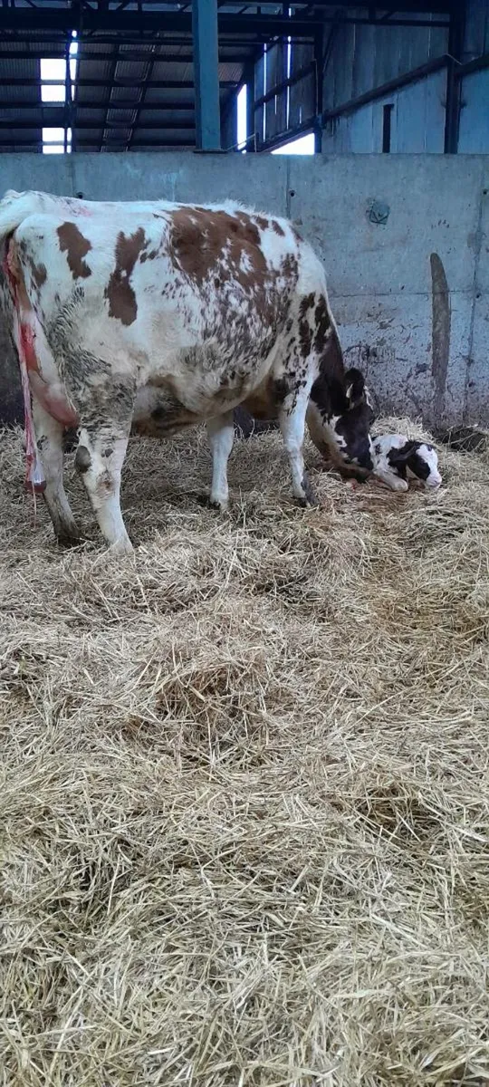 Heifer sale - Image 2