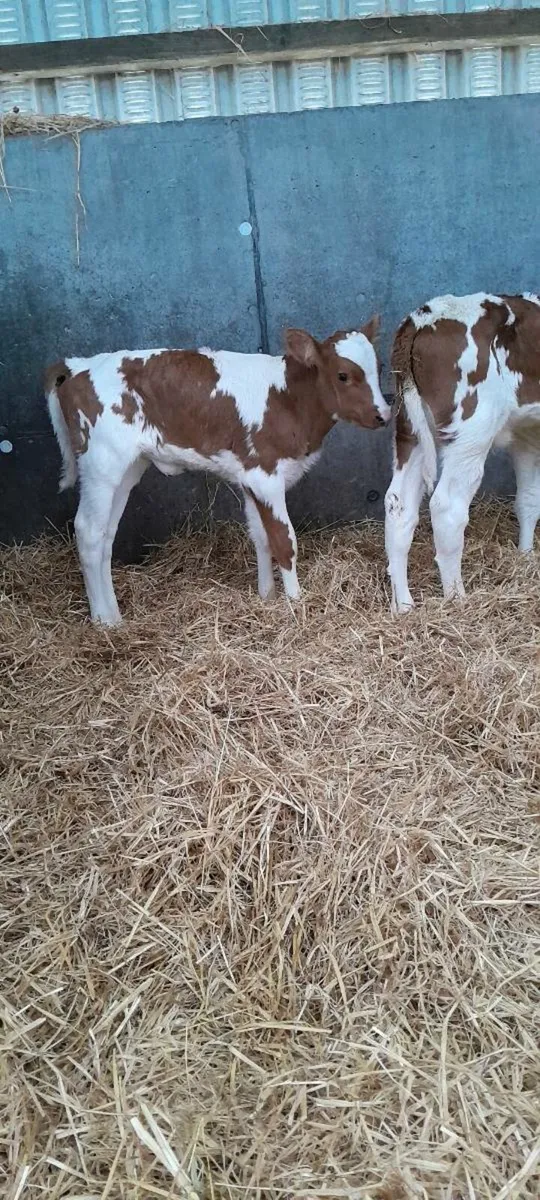 Heifer sale - Image 4