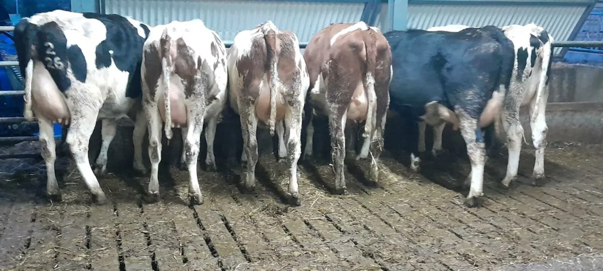 Heifer sale - Image 1