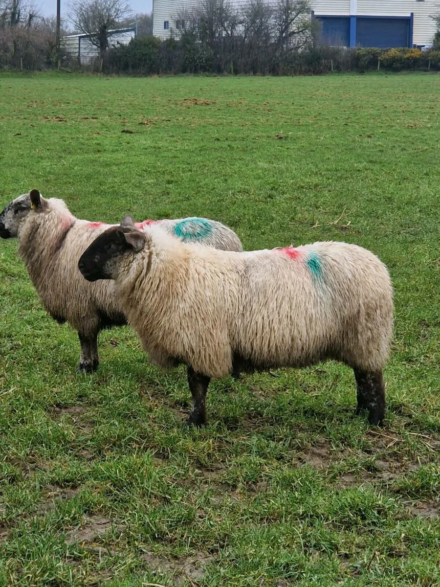 Organic hoggets and ewe lambs - Image 1