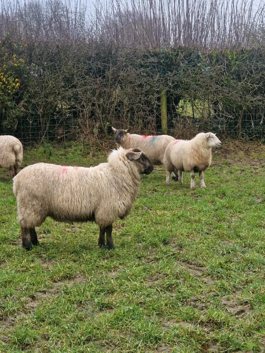 Organic hoggets and ewe lambs - Image 2