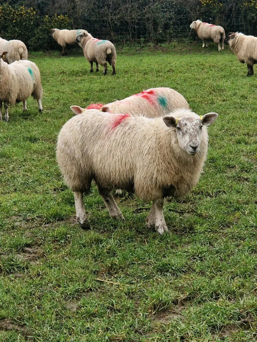 Organic hoggets and ewe lambs - Image 3