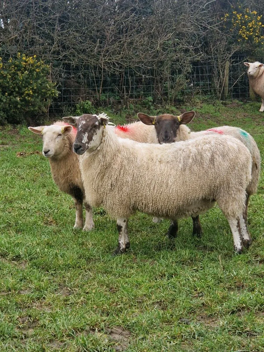 Organic hoggets and ewe lambs - Image 4