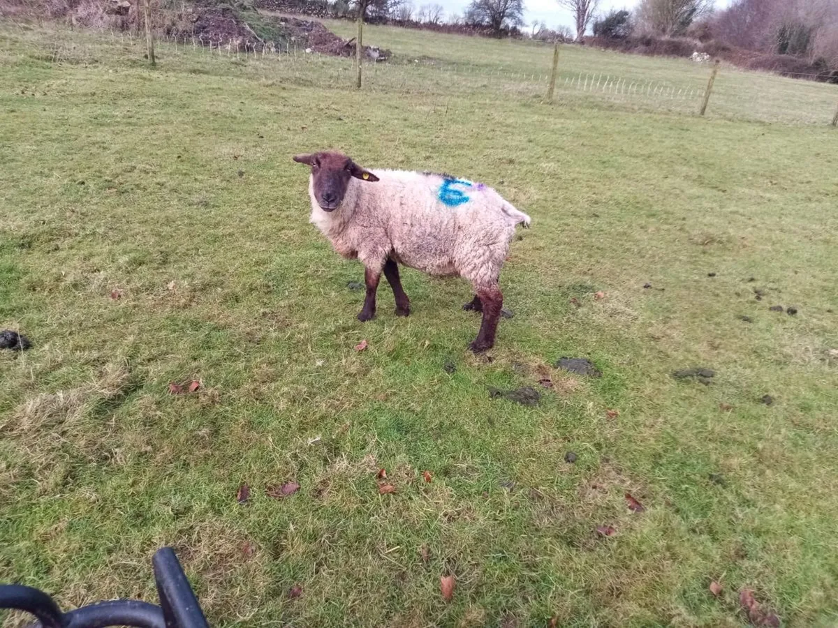 Fostor ewe available - Image 1