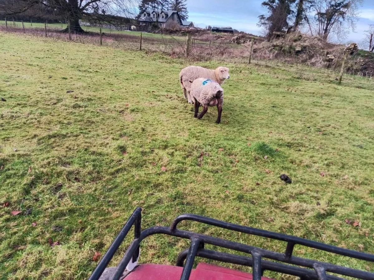 Fostor ewe available - Image 2