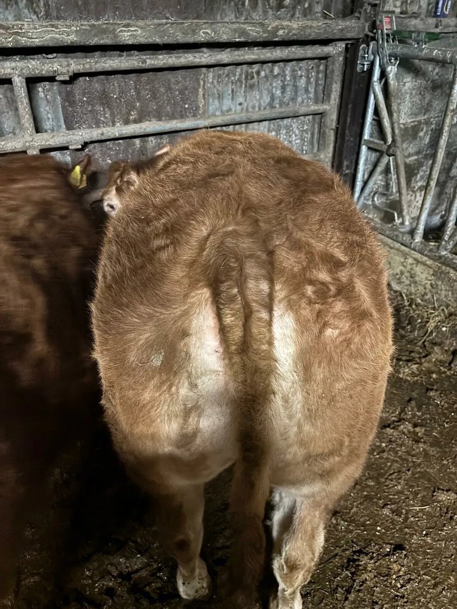 ⭐ Pedigree Limousin Heifers For Sale⭐ - Image 2