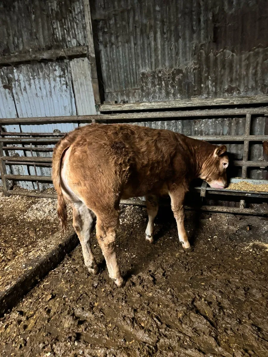 ⭐ Pedigree Limousin Heifers For Sale⭐ - Image 3