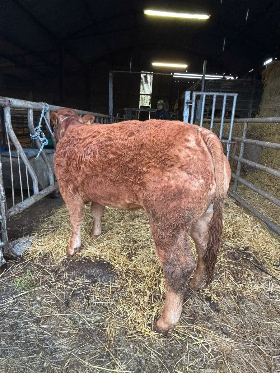 ⭐ Pedigree Limousin Heifers For Sale⭐ - Image 4