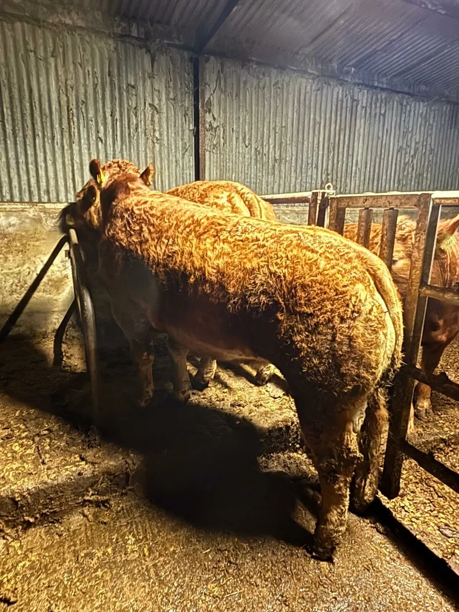 ⭐ Pedigree Limousin Heifers For Sale⭐ - Image 1