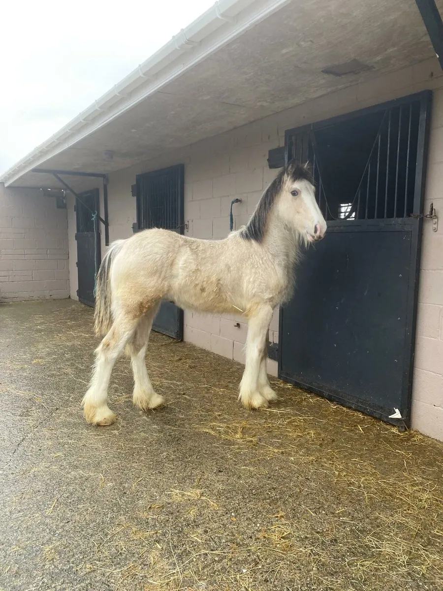 2 colt foals - Image 1