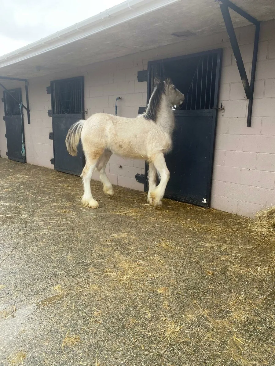 2 colt foals - Image 2