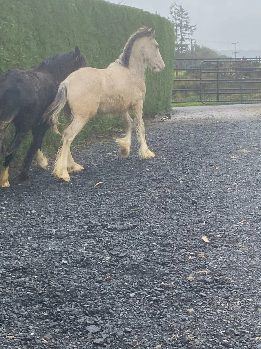 2 colt foals - Image 3