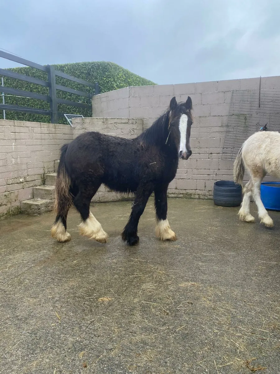 2 colt foals - Image 4