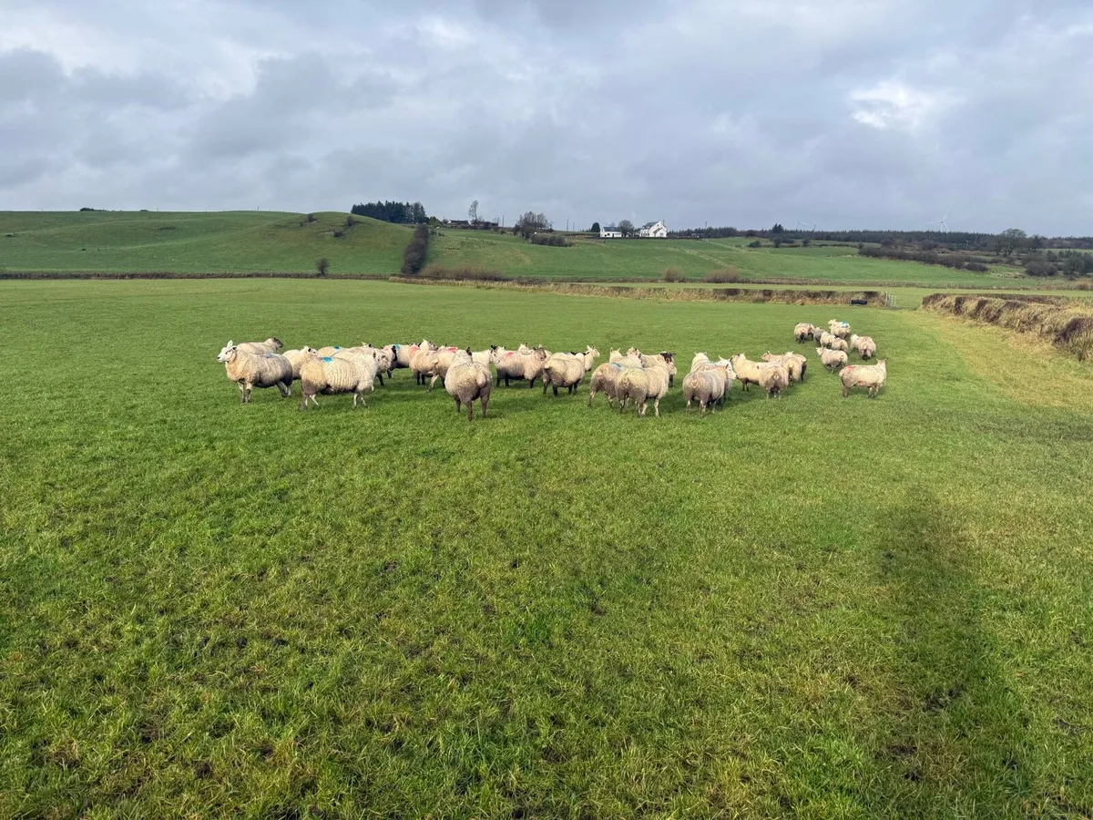 ⭐️⭐️45 In lamb hoggets ⭐️⭐️ - Image 1