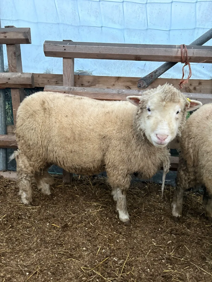 2 x Pure Bred Registered Ewe Lambs - Image 1