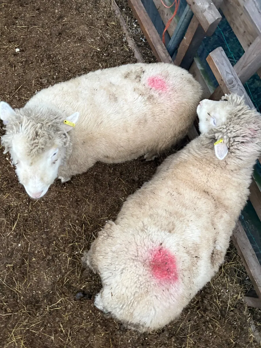2 x Pure Bred Registered Ewe Lambs - Image 3