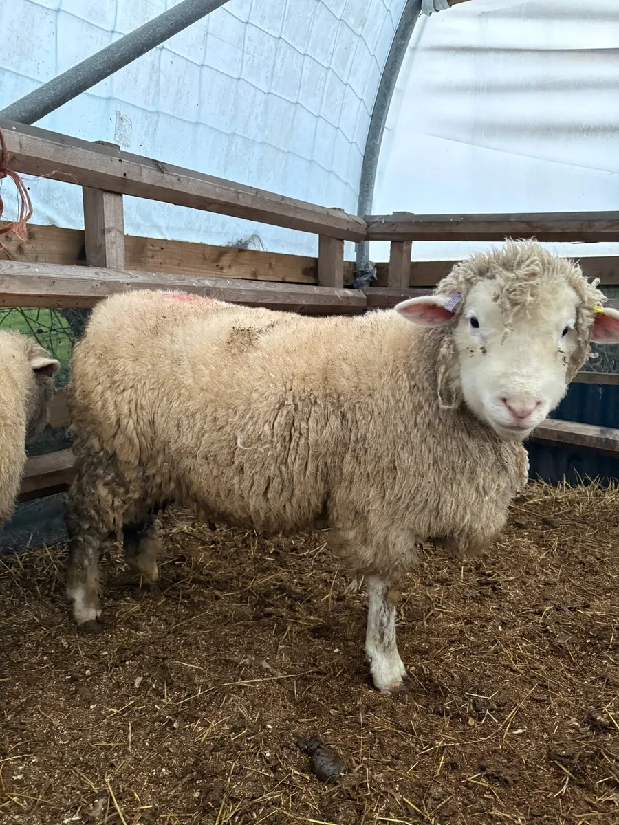 2 x Pure Bred Registered Ewe Lambs - Image 2